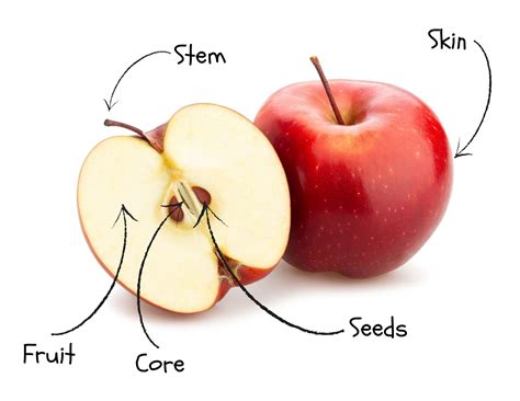 Apple Anatomy — STEMSpark LLC