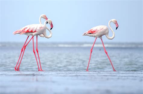 Flamingo Facts (Phoenicopterus)