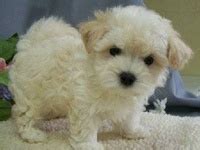 33 Maltipoo ideas | puppies, maltipoo, puppy training