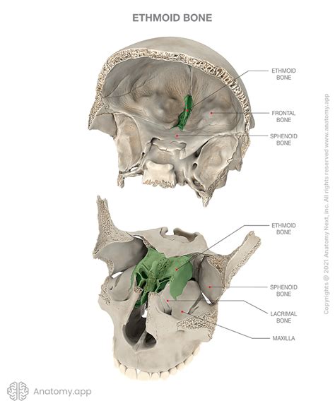 Ethmoid bone | Encyclopedia | Anatomy.app | Learn anatomy | 3D models ...