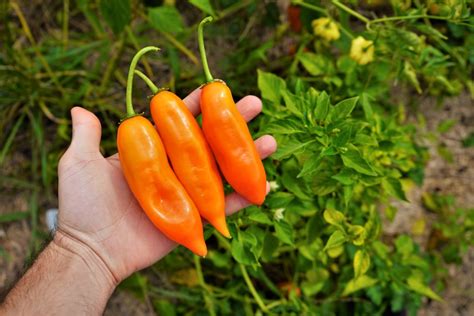 Aji Amarillo - A Staple Peruvian Pepper Variety - Pepper Geek