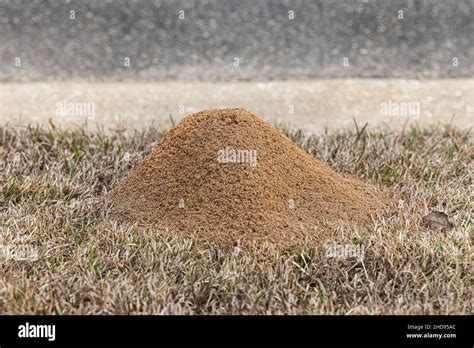 Large red ant pile in the grass in the yard in the winter Stock Photo - Alamy