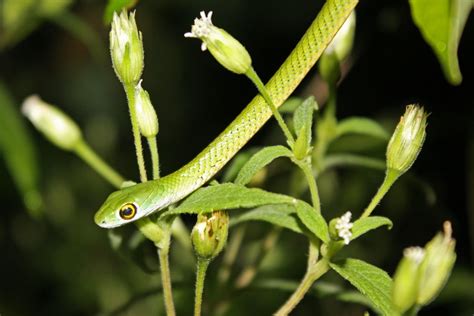 Spotted Bush Snake (Philothamnus semivariegatus) | Spotted a… | Flickr