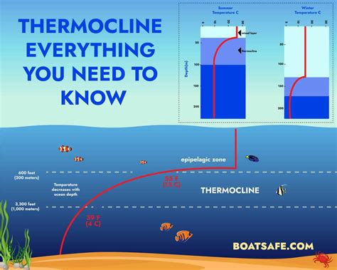 Thermocline – Everything You Need to Know