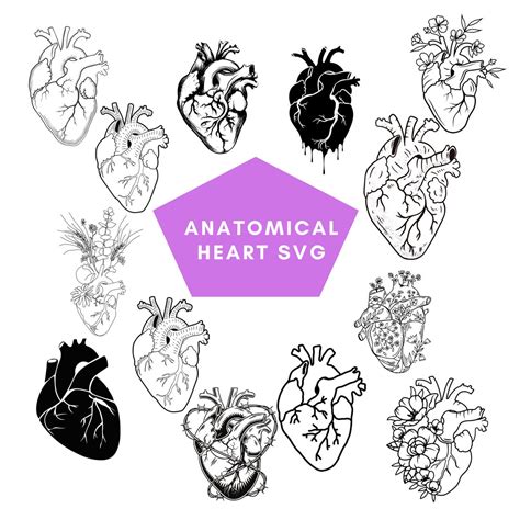 New Svg, Anatomy Svg, Anatomical Heart Svg Bundle, Flower Heart Svg ...