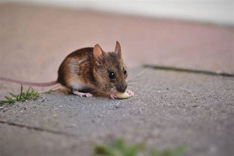 Types of Mice in the UK - Mouse Identification & Facts | Pest Defence