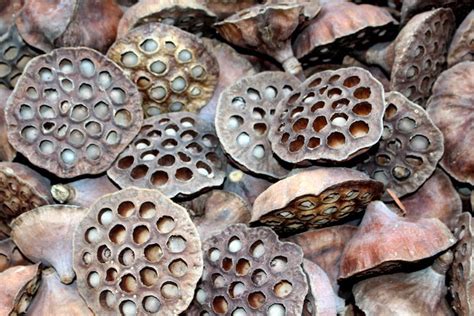 Lotus Pods Dried Botanical-12 Loose Heads-fall Floral-seed - Etsy