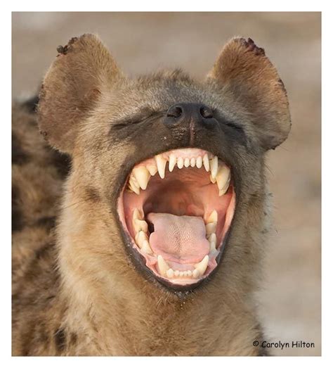 Scales Tails Wings and Things, Hyena teeth appreciation post.