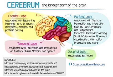 Your Brain Structure – What is the Brain Made Of?