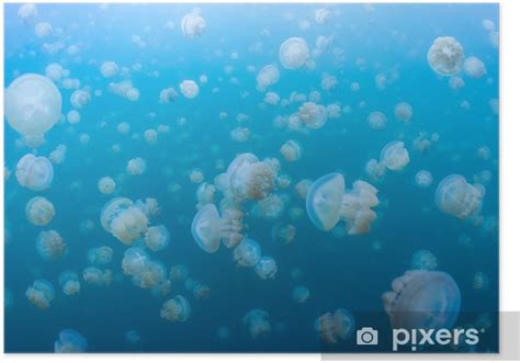 Poster snorkeling in Jellyfish lake, Palau - PIXERS.UK