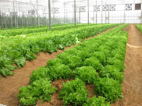 Lettuce Grow Organic - Garden Plant