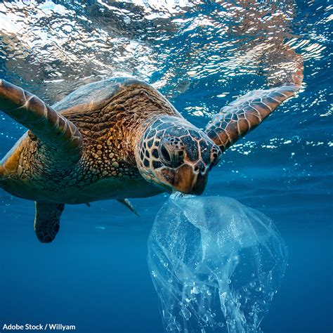 Save Our Oceans from a Plastic Apocalypse | Take Action @ The ...