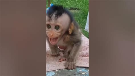 Baby monkey crying for her mother 🥺😭😞 #youtubeshorts #shorts # ...