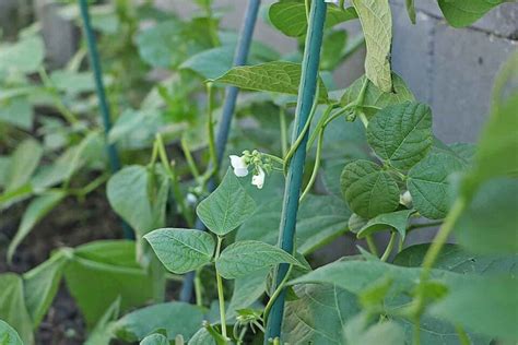 Blue Lake Pole Beans - Minneopa Orchards