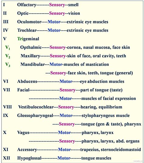 cranial+nerve+function+test | Embriolgie - Catedra de Anatomie - Departamentul de Embriolog ...