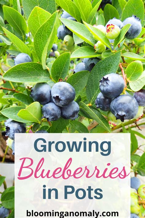 Genius Growing Blueberries in Pots Tips - Blooming Anomaly