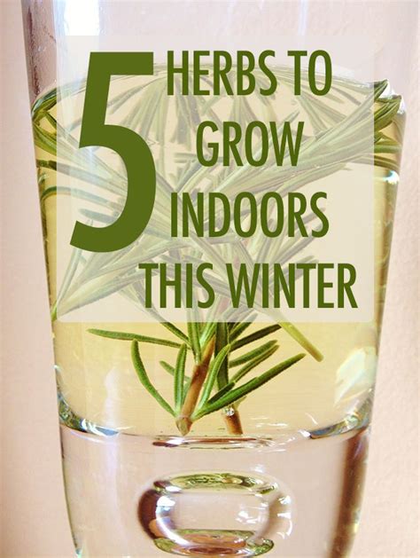 Our Top Five Herbs To Grow Indoors This Winter | Growing herbs indoors ...