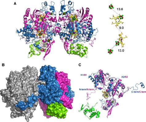 Structure of the DsrAB sulfite reductase bound to DsrC. A , secondary... | Download Scientific ...