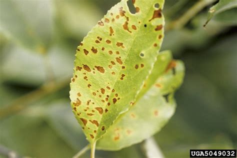 Plum Leaf Spot Symptoms: Managing Cherry Leaf Spot On Plums