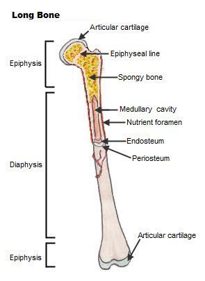 Diagram Of Bone