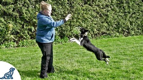 Teach Your Puppy To Fetch And LOVE To Bring The Toy Back - Professional Dog Training Tips - YouTube