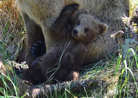 Newborn Baby Grizzly Bear | ubicaciondepersonas.cdmx.gob.mx