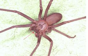 Close-up of a brown recluse spider.