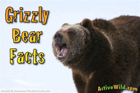 Grizzly Bear Facts For Kids & Students: Pictures, Information & Video