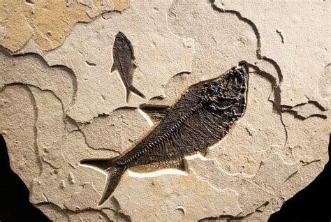 Fossil Fish Mural 2001cm (SOLD) - An irregularly shaped mural ...