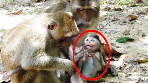 Mother Monkey Angry At Baby | PeepsBurgh.Com