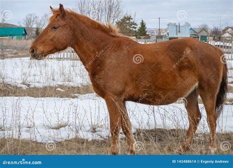 Brown horse stock photo. Image of equine, grass, beautiful - 143488614