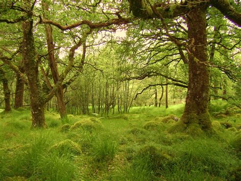 Temperate Climate Permaculture: Permaculture Plants: Oak