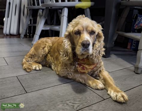 Golden English Cocker Spaniel - Stud Dog California - Breed Your Dog