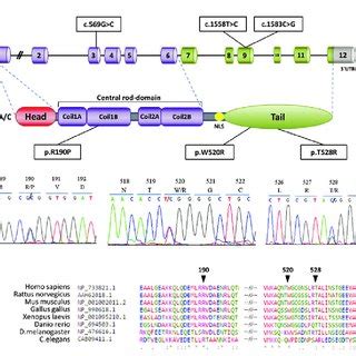 LMNA mutations detected in patients. (A) Representation of mutations... | Download Scientific ...