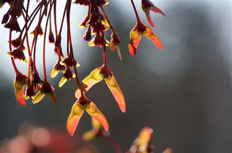 red sunset red maple seeds | Alan McClelland | Flickr