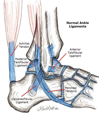 Ankle Sprain and Treatment – Sports Medicine and Orthopedics