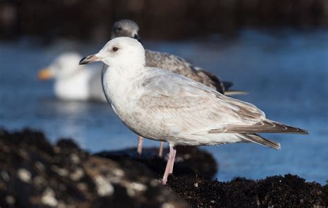 Iceland Gull | Audubon Field Guide