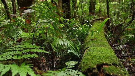 Rainforest Trees - Australian Landscape. This Rainforest Landscape Is ...