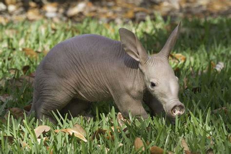 Images: Busch Gardens newborn baby aardvark