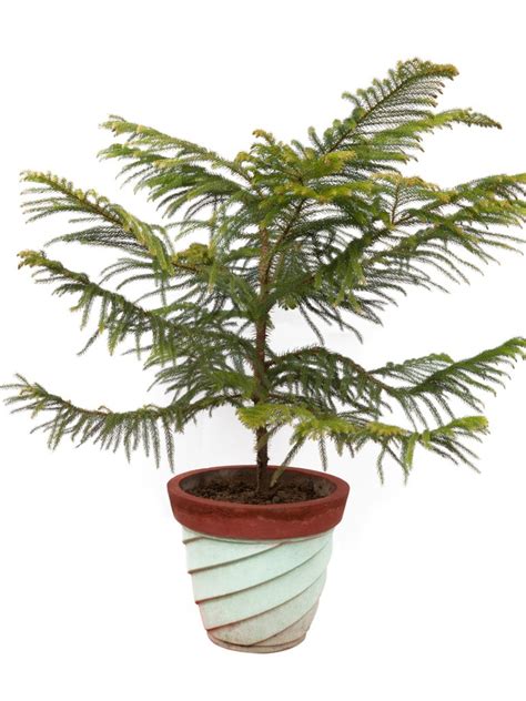 Norfolk Island Pine Transplant Guide - Tips For Repotting Norfolk Island Pines