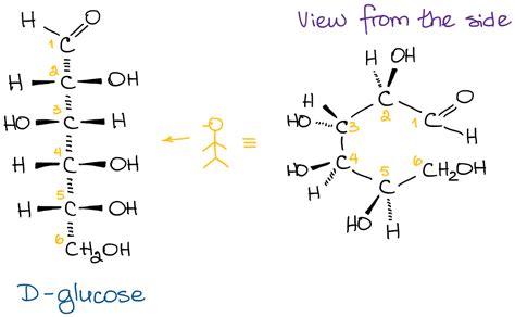 Converting Between Fischer, Haworth, and Chair Forms of Carbohydrates ...