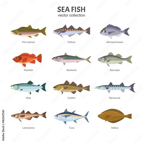 Sea fish set. Vector illustration of different types of saltwater fish, such as Pink salmon ...