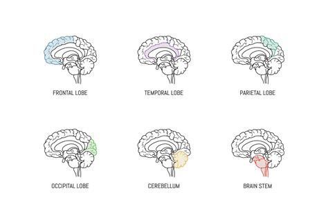 How Is Frontotemporal Dementia Different From Alzheimer's - Altoida