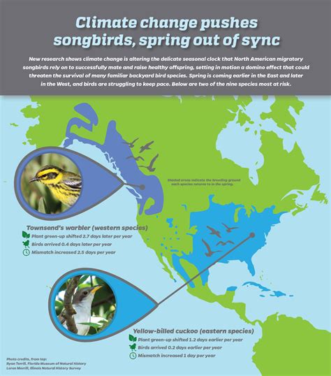 Migratory birds bumped off schedule as climate change shifts spring – Research News