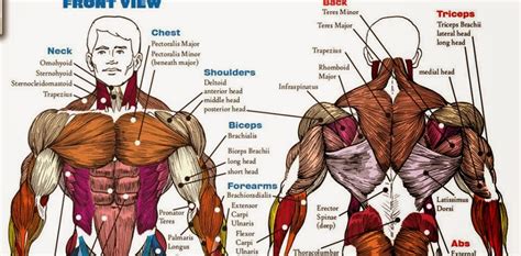 The Fitness era: Upper body muscles anatomy