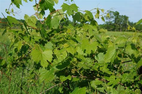 Wild Grape Leaves | Grape leaves recipe, Wild food foraging, Grape leaves