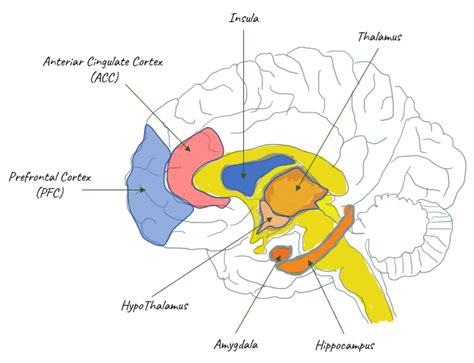 Neuro Science | ShareTechnote