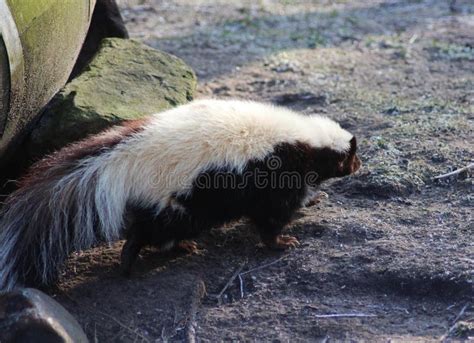 Striped skunk stock image. Image of friesland, american - 85020859