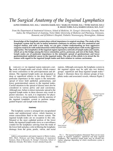 Diagram Of Male Groin Area : Contents Of Inguinal Canal Page 1 Line 17qq Com : Excess rubbing to ...