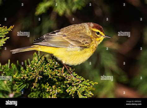 A bright eastern race palm warbler during spring migration Stock Photo ...